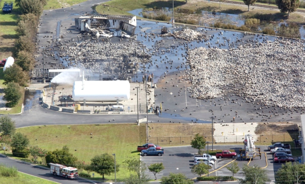 Orlando Sentinel Photos by Red Huber Photographer Red Dog Helicopters 